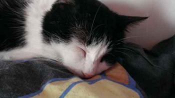 Takas Bild von Takas