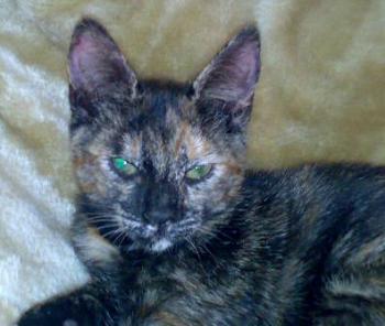 Scully Bild von Kata