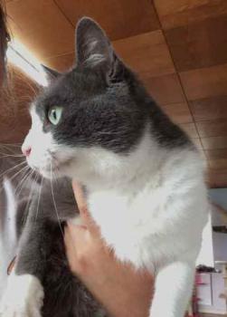 Rasputin Bild von Rasputin