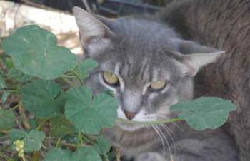 Shari Bild von Shari