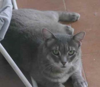 Shari Bild von Shari