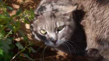 Shari Bild von Shari