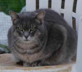 Shari Bild von Shari