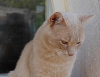 Tam Bild von Tam