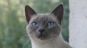 Isra Bild von Isra