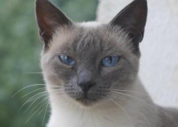 Isra Bild von Isra