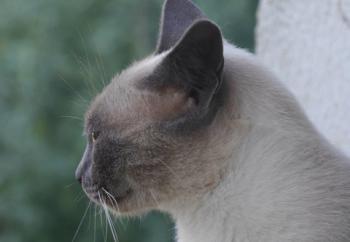 Isra Bild von Isra