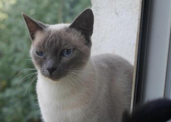 Isra Bild von Isra