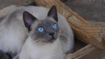 Isra Bild von Isra