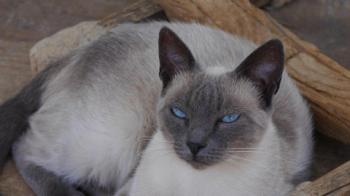 Isra Bild von Isra