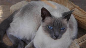Isra Bild von Isra