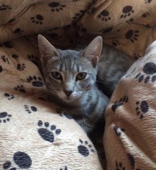 Sookie Bild von Sookie