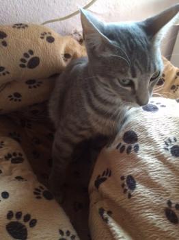 Sookie Bild von Sookie