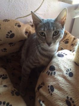 Sookie Bild von Sookie