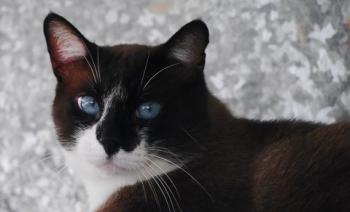 Sanouk Bild von Sanouk