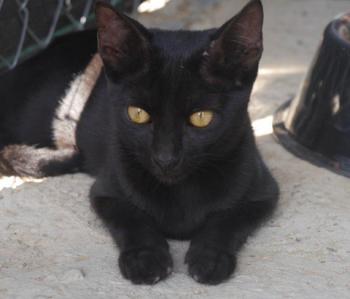 Kokou Bild von Kokou