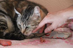Fiona Bild von Fiona