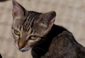 Minou Bild von Minou