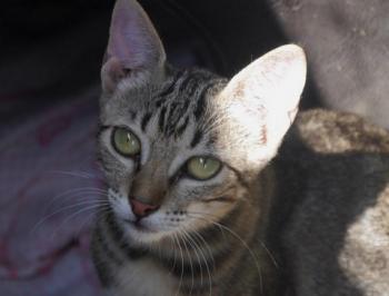 Minou Bild von Minou