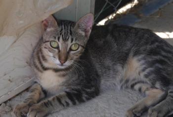 Minou Bild von Minou