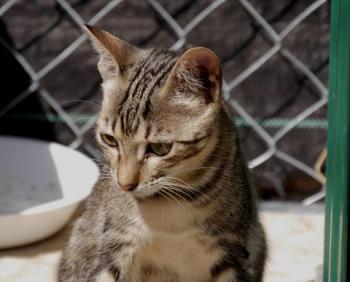 Minou Bild von Minou