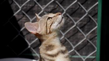 Minou Bild von Minou