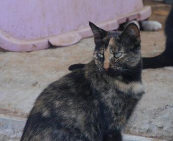 Nahla Bild von Nahla