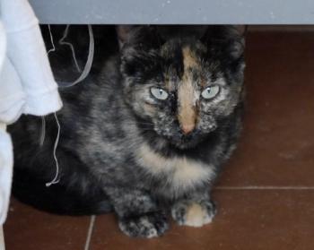 Nahla Bild von Nahla