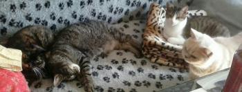 Prince Bild von Prince