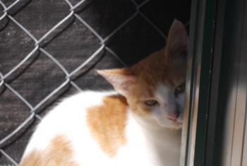 Salomé Bild von Salomé