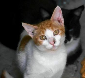 Salomé Bild von Salomé