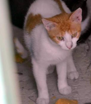 Salomé Bild von Salomé