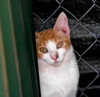 Salomé Bild von Salomé