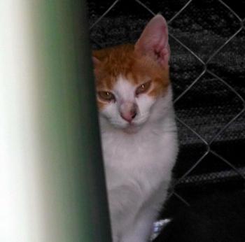 Salomé Bild von Salomé