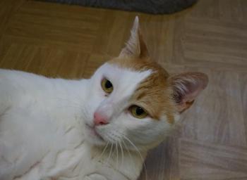 Bild von Oscar