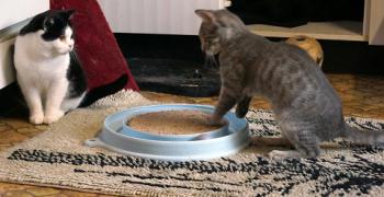 Sookie Bild von Sookie