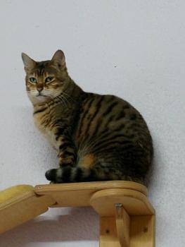 Bild von Naranji