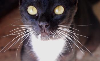 Auxi Bild von Auxi