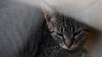 Pichou Bild von Pichou