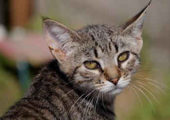 Pichou Bild von Pichou