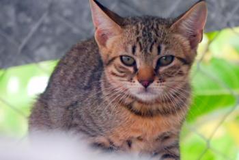 Pichou Bild von Pichou