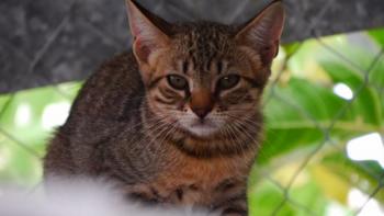 Pichou Bild von Pichou