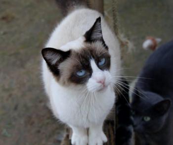 Cilia Bild von Cilia