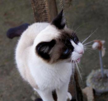 Cilia Bild von Cilia