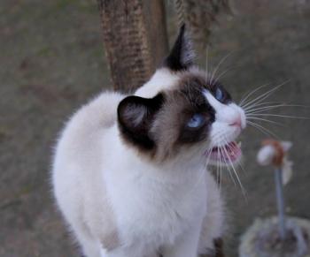 Cilia Bild von Cilia