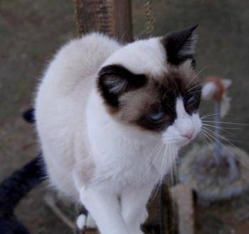 Cilia Bild von Cilia