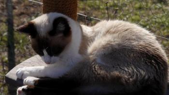 Cilia Bild von Cilia