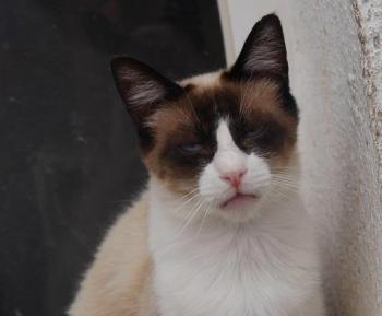 Cilia Bild von Cilia