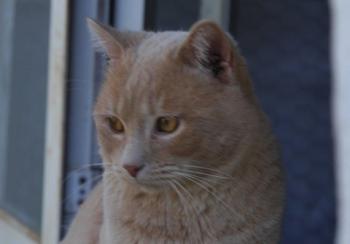 Tam Bild von Tam
