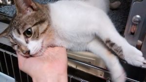 Simbad Bild von Simbad